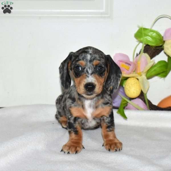 Aurora, Dachshund Puppy