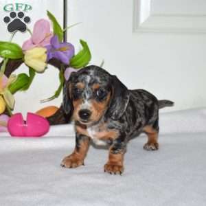 Aurora, Dachshund Puppy