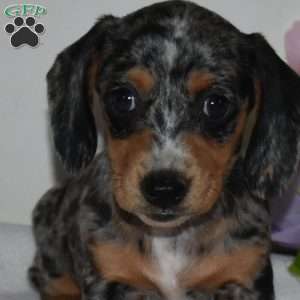 Aurora, Dachshund Puppy