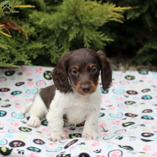 Austin, Dachshund Puppy