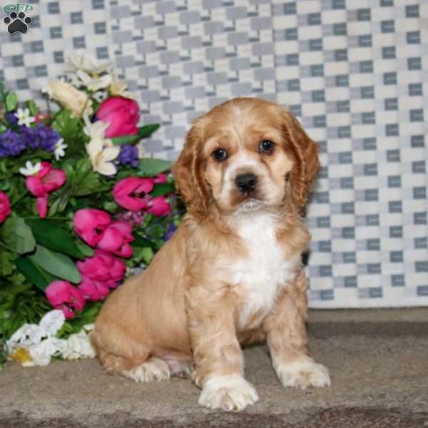 Austin, Cockapoo Puppy