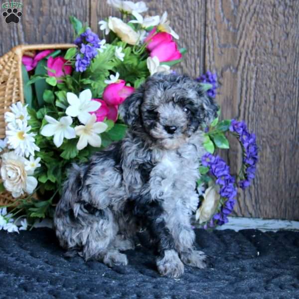 Austin, Maltipoo Puppy