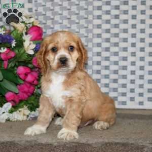 Austin, Cockapoo Puppy
