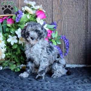 Austin, Maltipoo Puppy