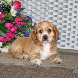 Austin, Cockapoo Puppy