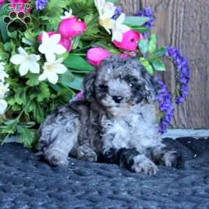Austin, Maltipoo Puppy