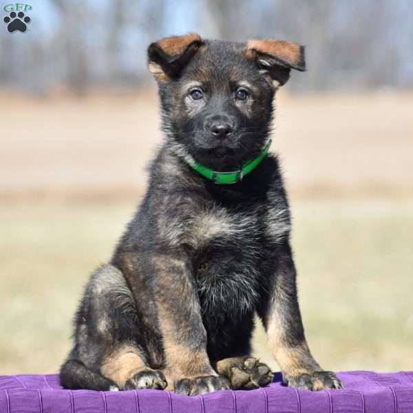 Autumn, German Shepherd Puppy