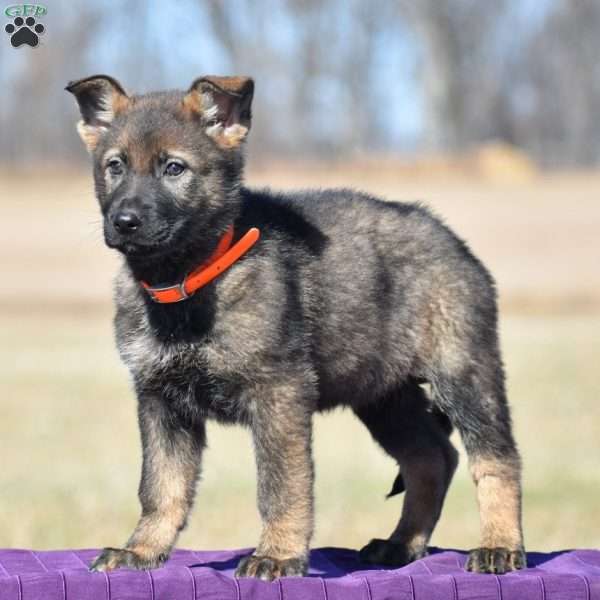 Ava, German Shepherd Puppy