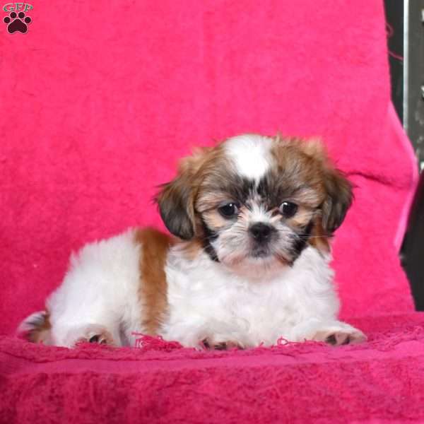 Ava, Shih Tzu Puppy
