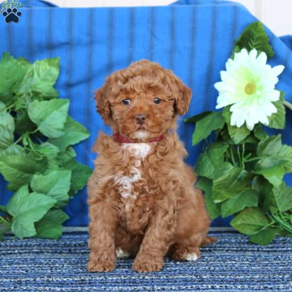 Ava, Miniature Poodle Puppy