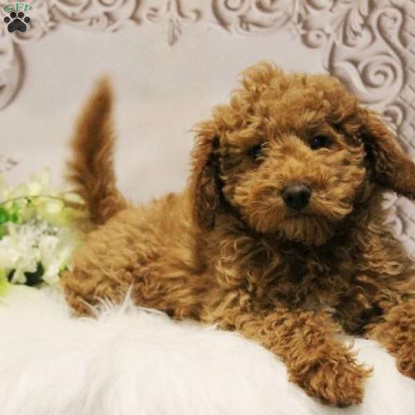 Nate, Toy Poodle Puppy