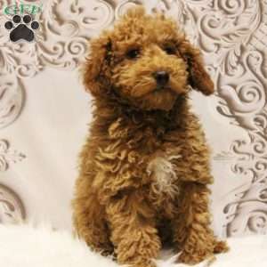 Nate, Toy Poodle Puppy