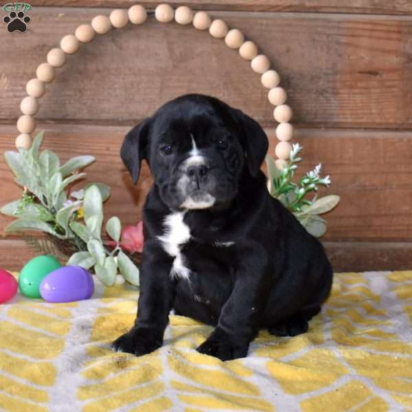 Badger, Beabull Puppy