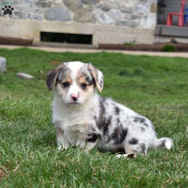 Badger, Pembroke Welsh Corgi Puppy