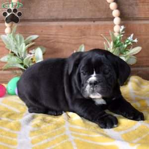 Badger, Beabull Puppy