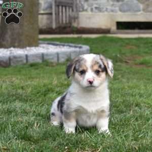 Badger, Pembroke Welsh Corgi Puppy