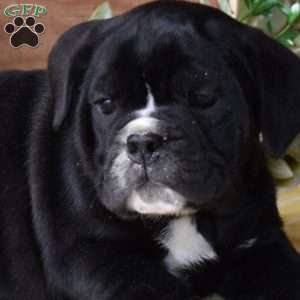 Badger, Beabull Puppy