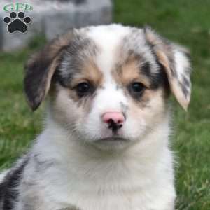 Badger, Pembroke Welsh Corgi Puppy