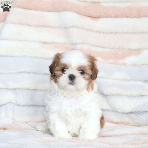 Bailey, Shih Tzu Puppy