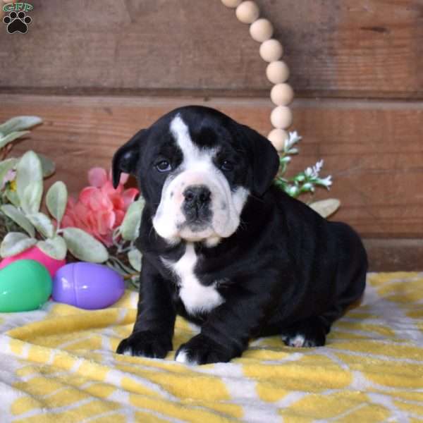 Bailey, Beabull Puppy