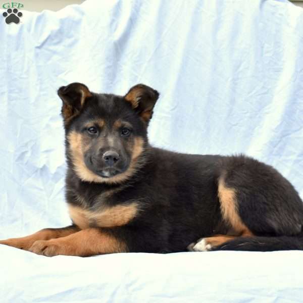 Bailey, German Shepherd Mix Puppy