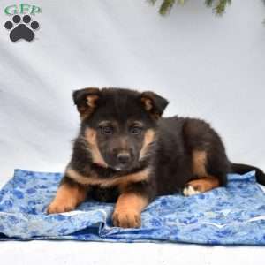 Bailey, German Shepherd Mix Puppy