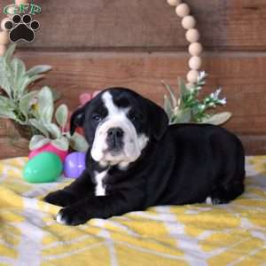 Bailey, Beabull Puppy