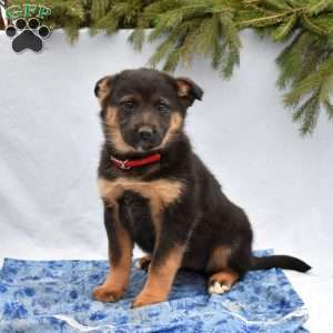 Bailey, German Shepherd Mix Puppy