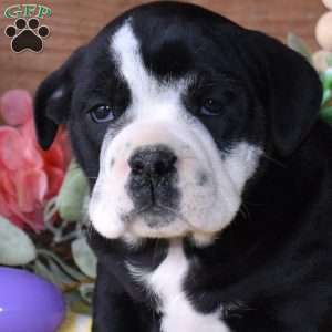 Bailey, Beabull Puppy