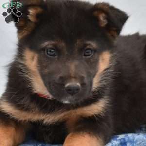 Bailey, German Shepherd Mix Puppy