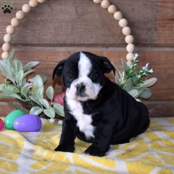 Bandit, Beabull Puppy