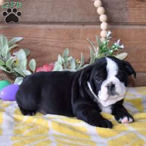 Bandit, Beabull Puppy