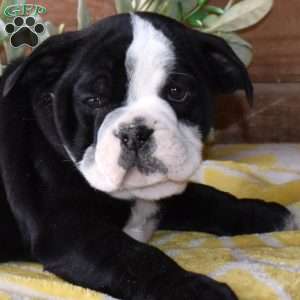 Bandit, Beabull Puppy