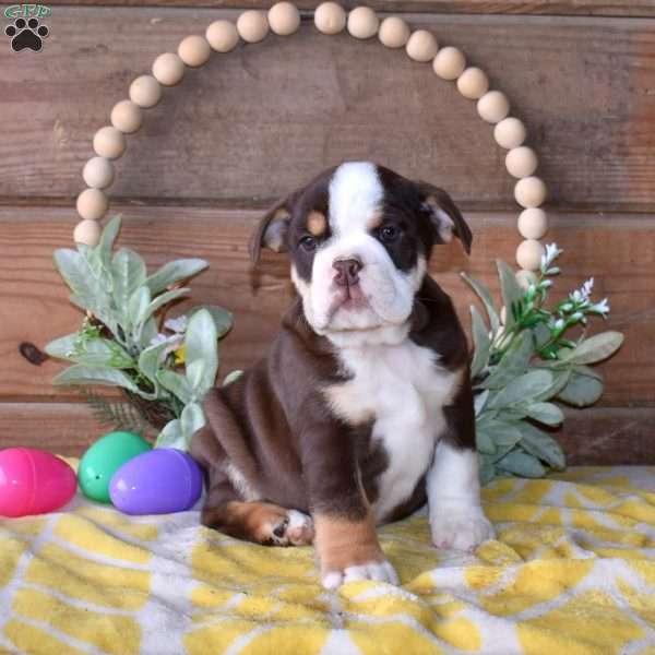 Banjo, Beabull Puppy