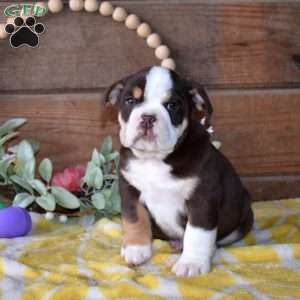 Banjo, Beabull Puppy