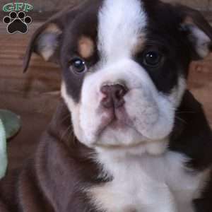 Banjo, Beabull Puppy