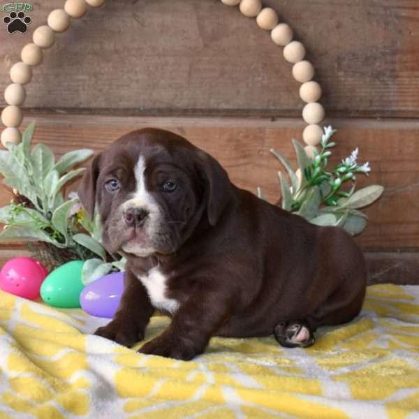 Barkley, Beabull Puppy