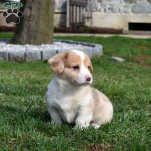 Barkley, Pembroke Welsh Corgi Puppy