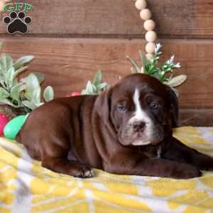 Barkley, Beabull Puppy