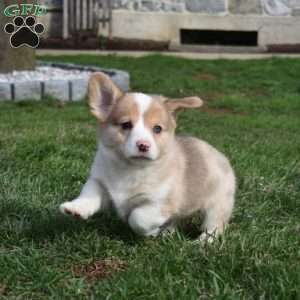 Barkley, Pembroke Welsh Corgi Puppy