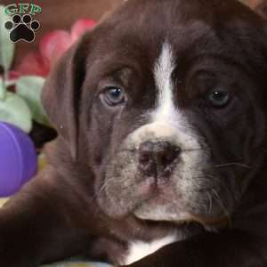 Barkley, Beabull Puppy