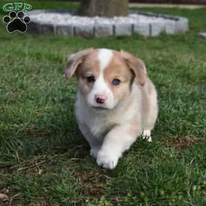 Barkley, Pembroke Welsh Corgi Puppy