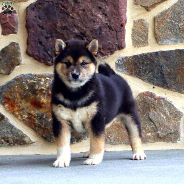 Barkley, Shiba Inu Puppy