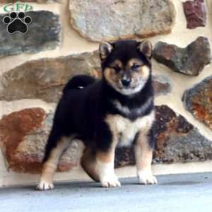 Barkley, Shiba Inu Puppy