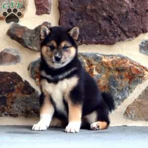 Barkley, Shiba Inu Puppy