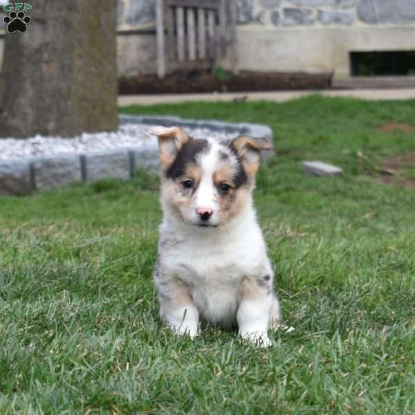 Basil, Pembroke Welsh Corgi Puppy