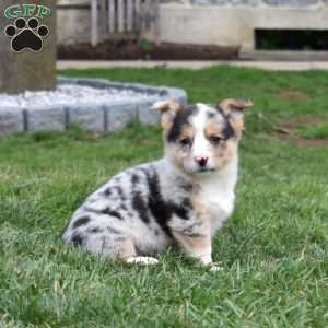Basil, Pembroke Welsh Corgi Puppy