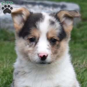 Basil, Pembroke Welsh Corgi Puppy
