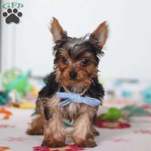 Bear, Yorkie Puppy
