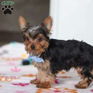 Bear, Yorkie Puppy